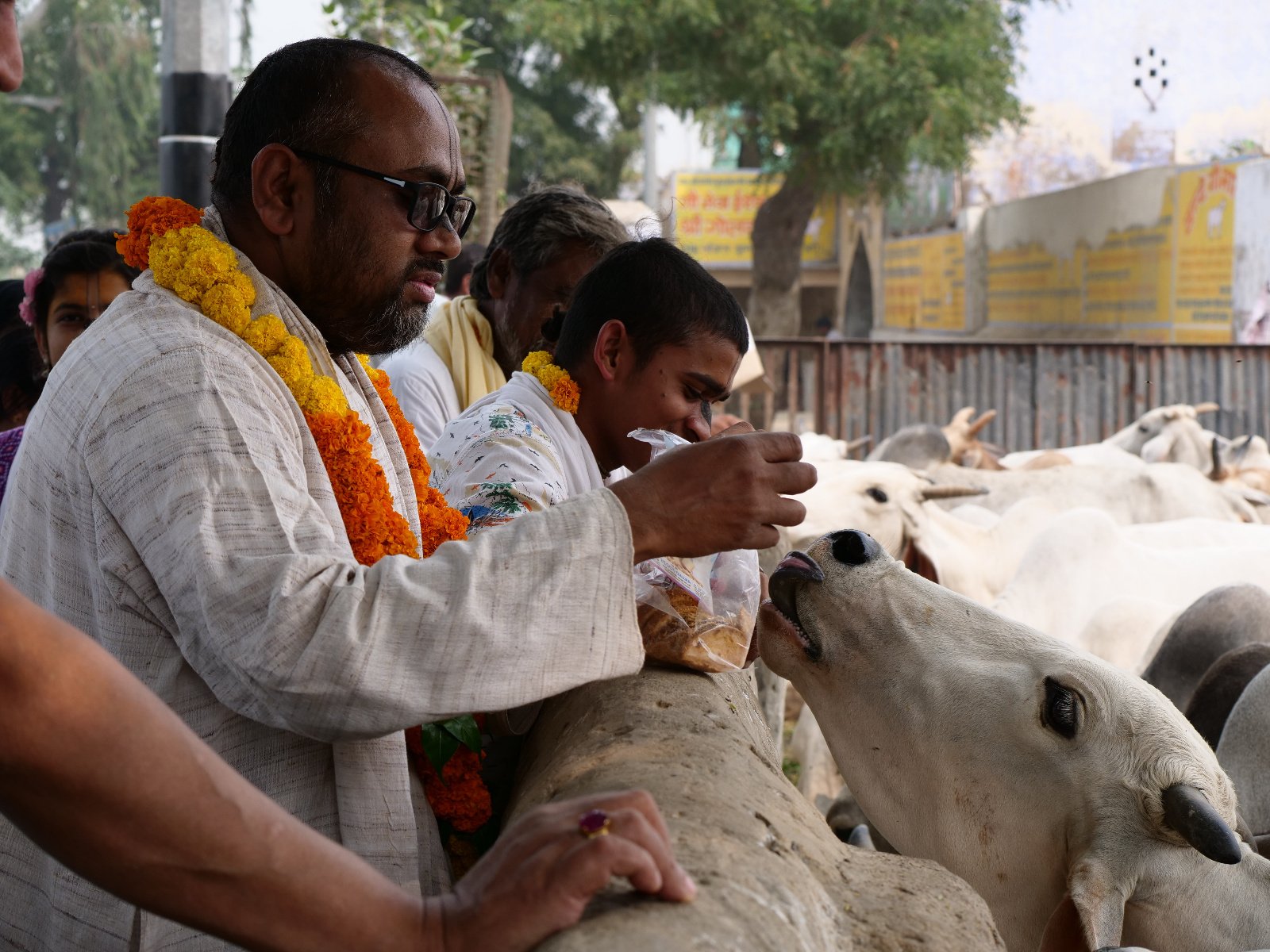  234 Gopashtami Radha kunda Govardhan 19.11.04